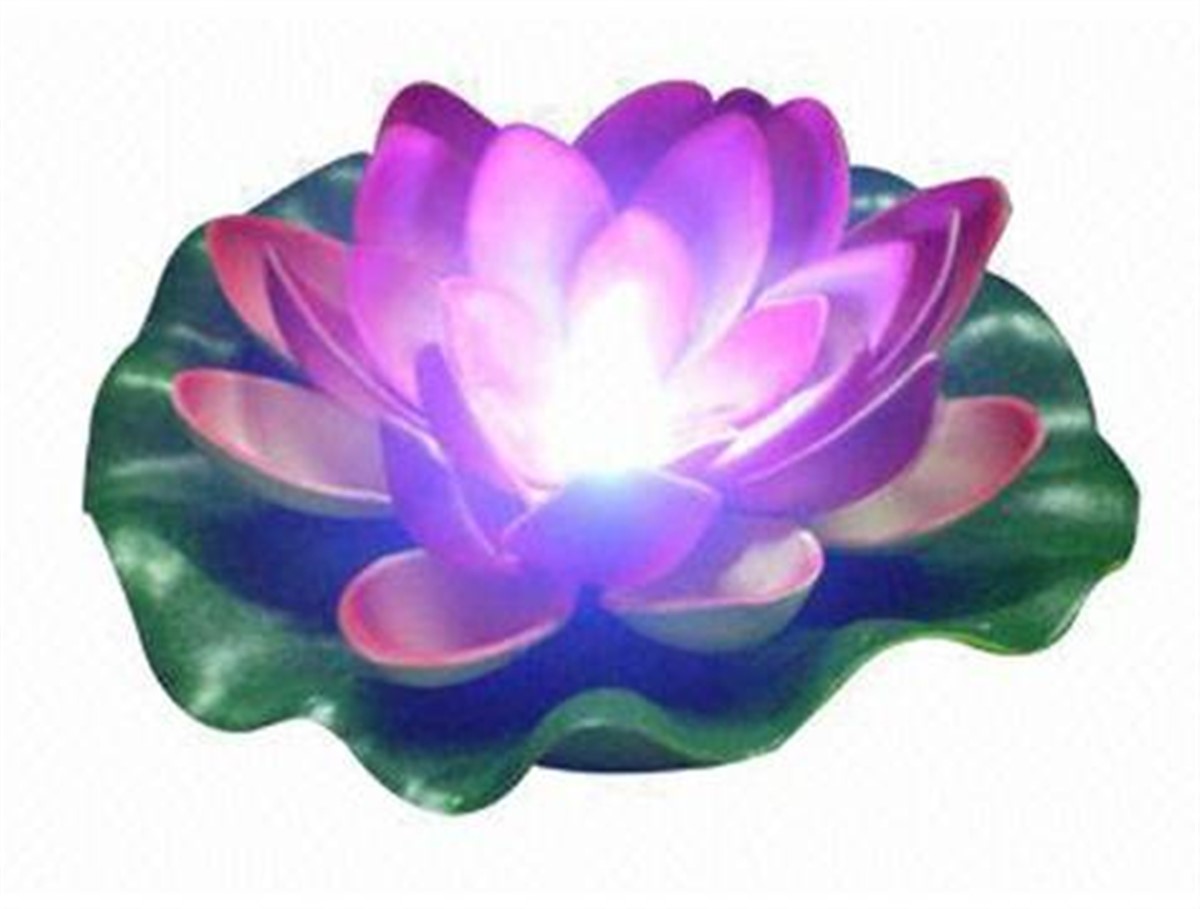 Pilli Suda Yüzen Nilüfer Büyük Boy