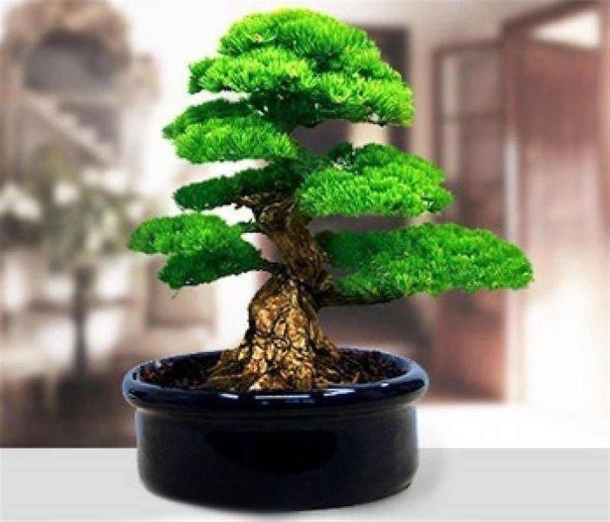 Bonsai Karaçam Ekim Kiti