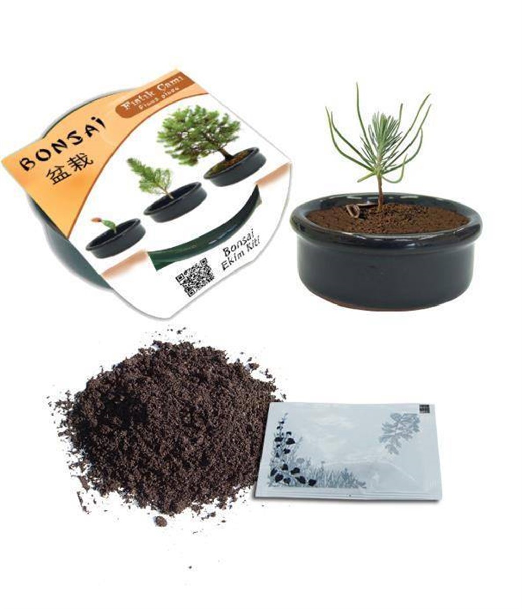 Bonsai Fıstık Çamı Ekim Kiti