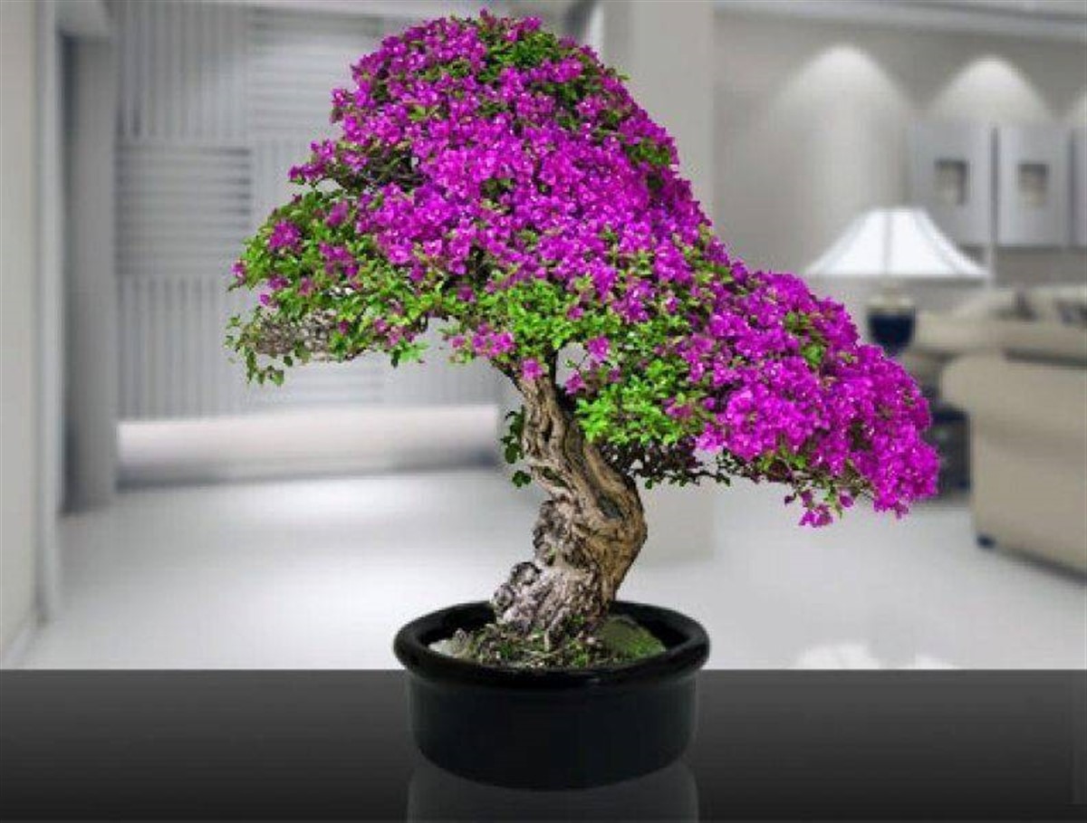 Bonsai Erguvan Ekim Kiti